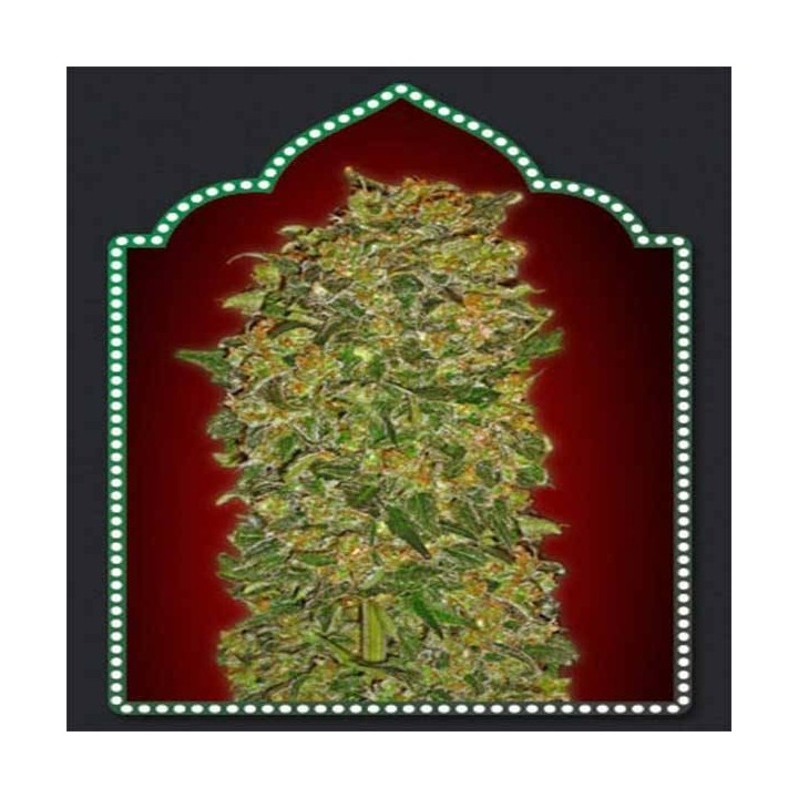 Collection 3 Feminizada de 00 Seeds