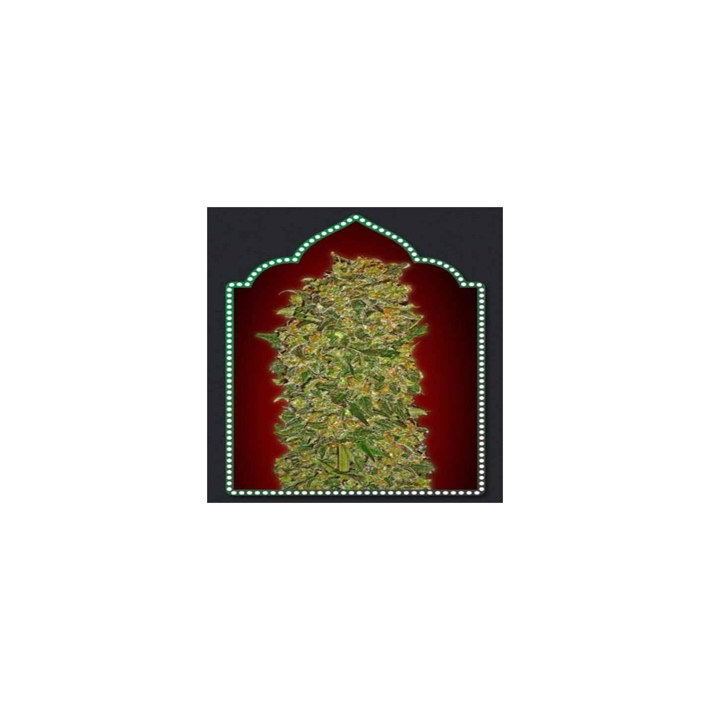 Collection 3 Feminizada de 00 Seeds