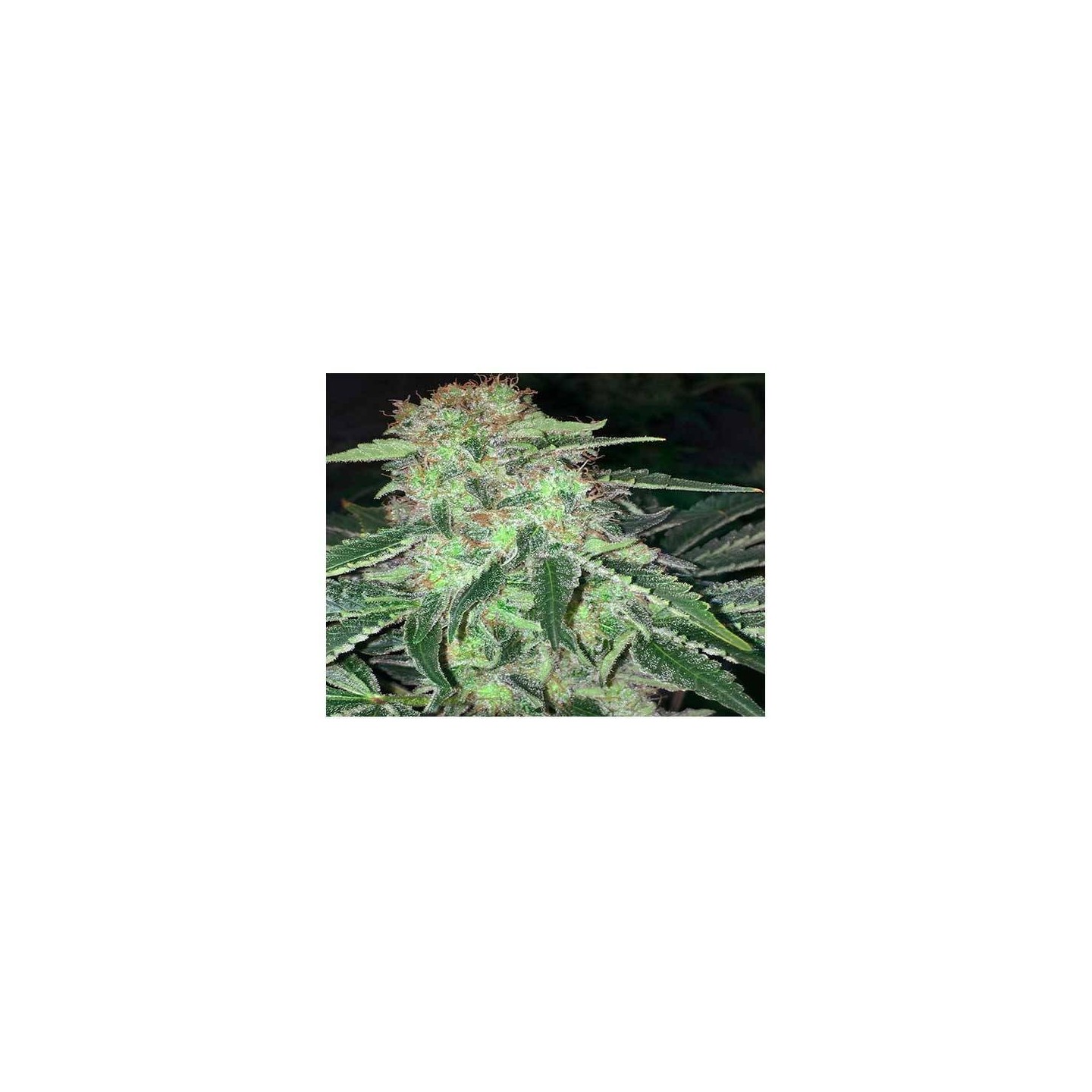 La S.A.G.E. CBD Feminizada de T.H. Seeds