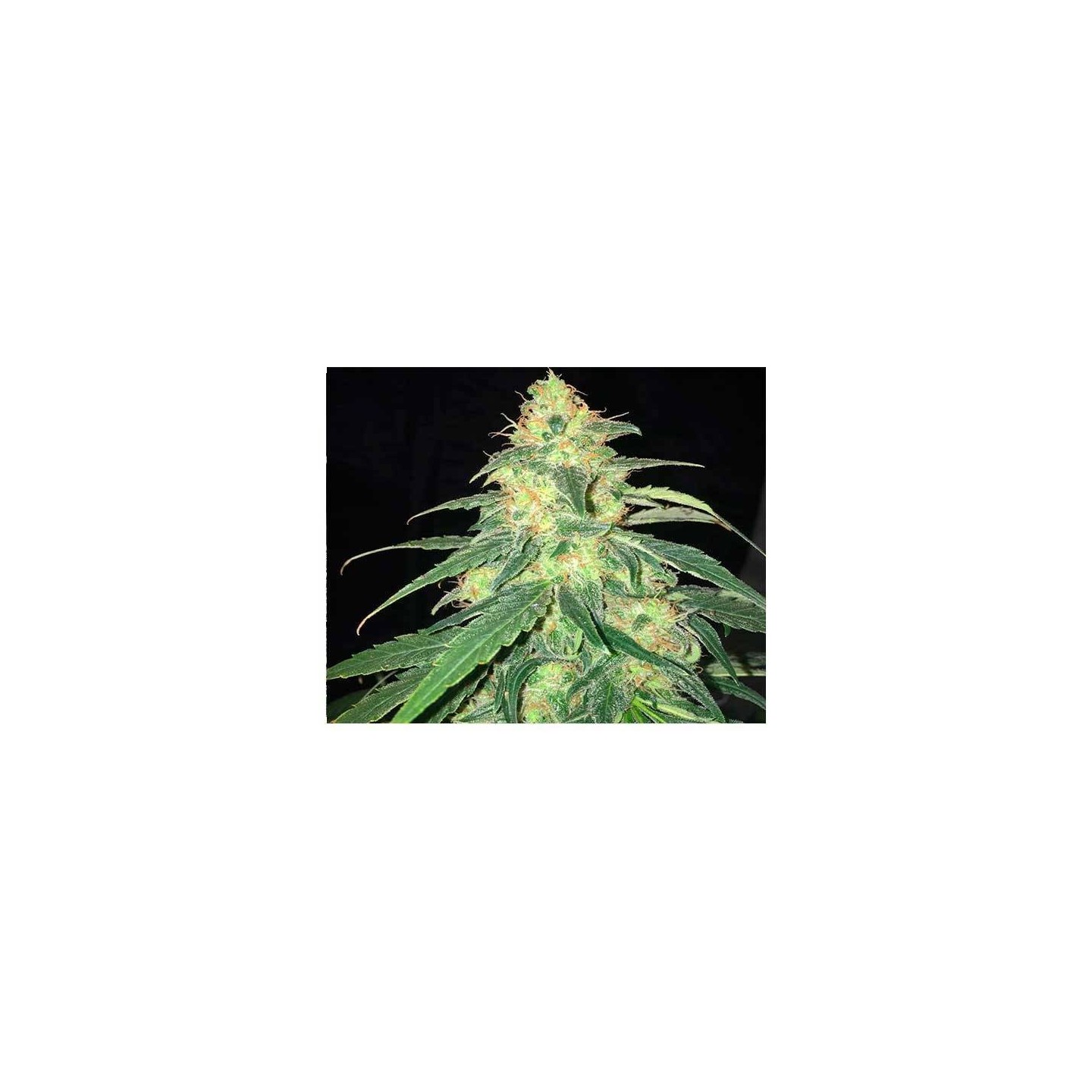 S.A.G.E. Cbd Feminizada de T.H. Seeds