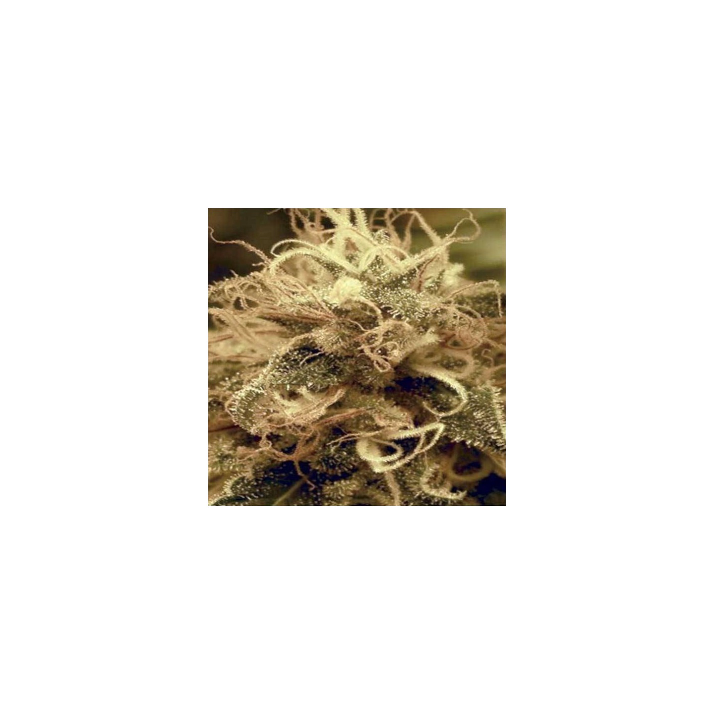 Critigal + Feminizada de Absolute Seeds