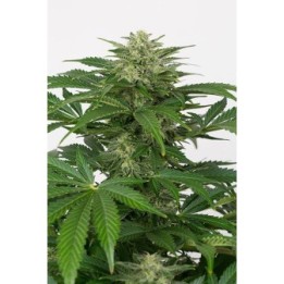 Haze CBD Autofloreciente Feminizada de Dinafem