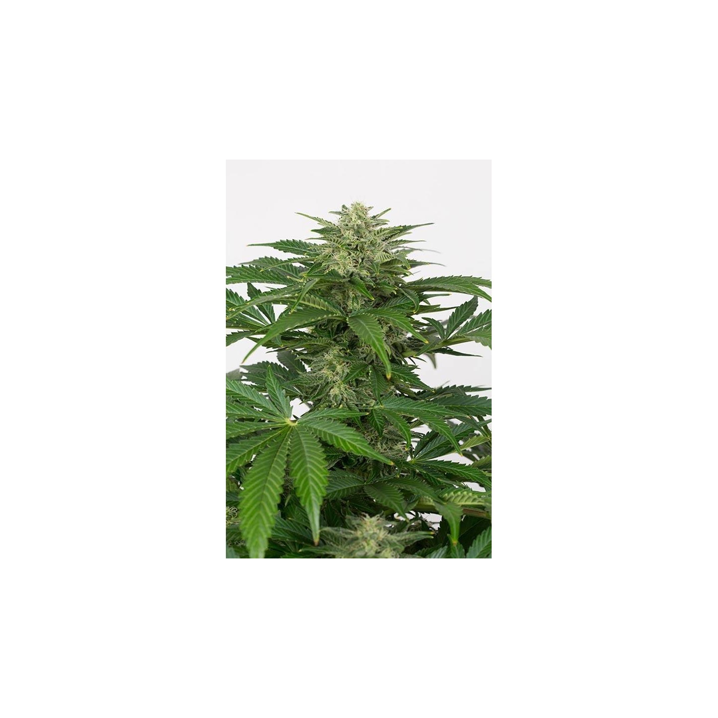 Haze CBD Autofloreciente Feminizada de Dinafem