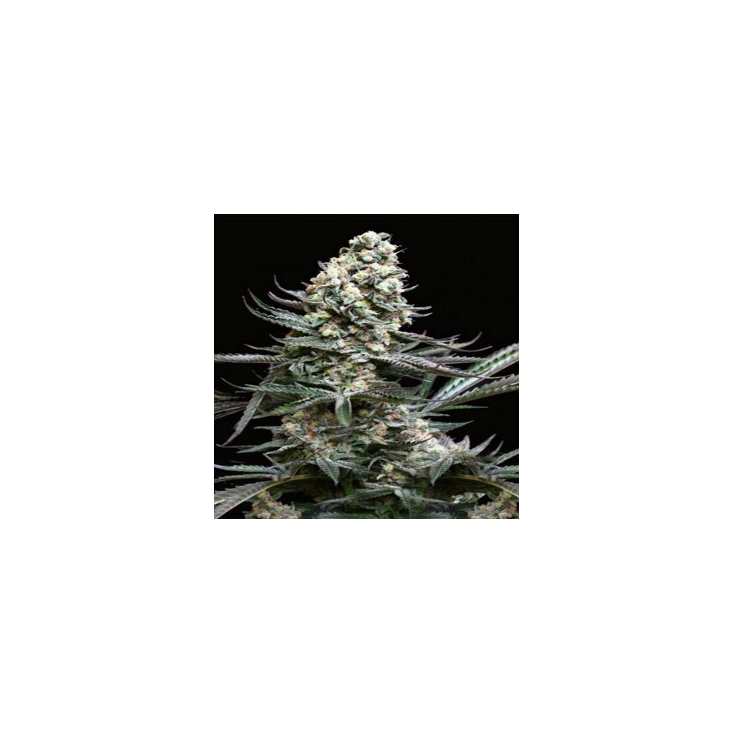 Nordes Feminizada de Absolute Seeds