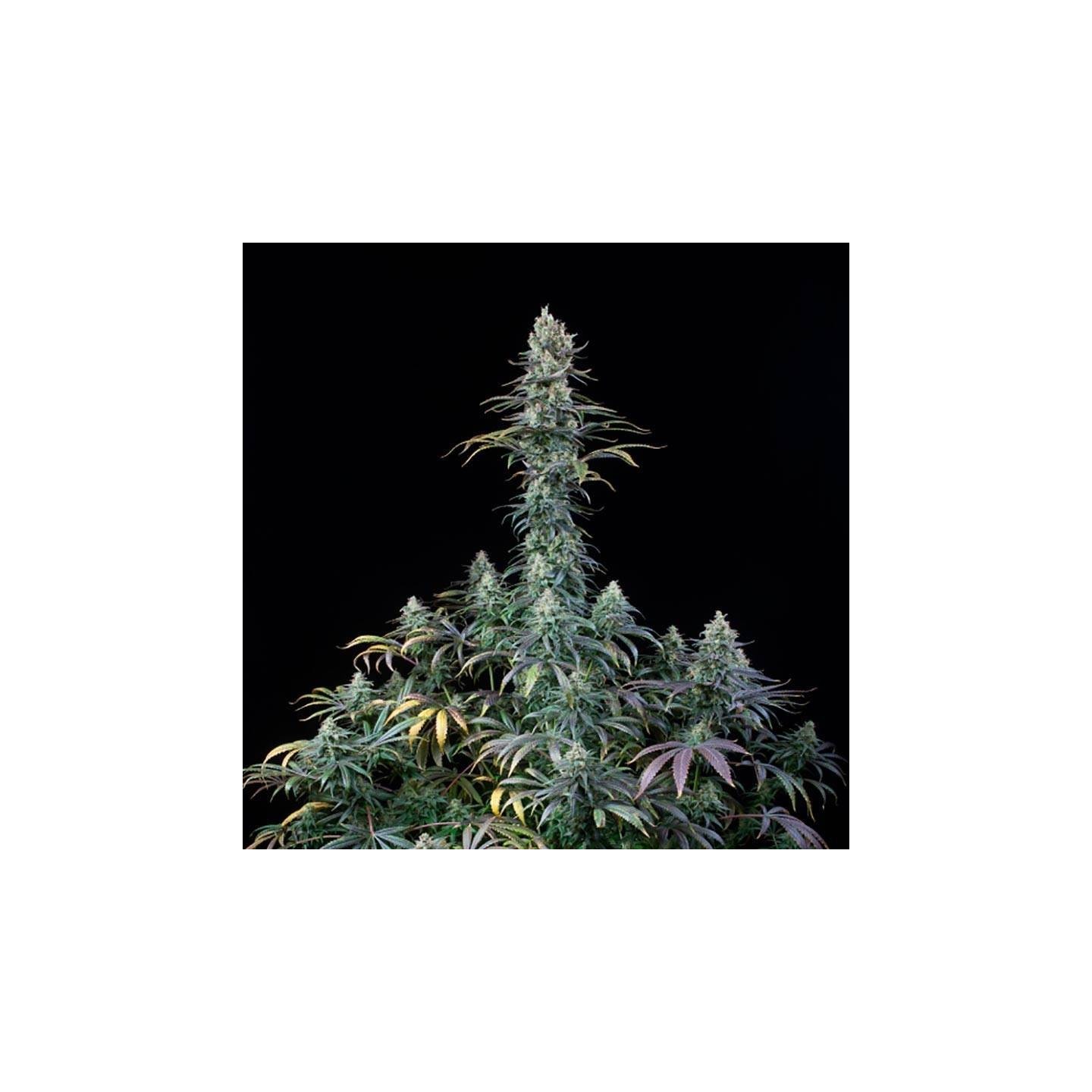 Early Amnesia CBD Feminizada de Dinafem