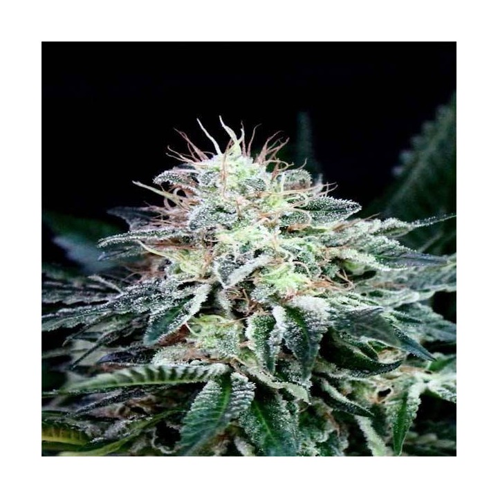 Radical Autofloreciente Feminizada de Absolute Seeds