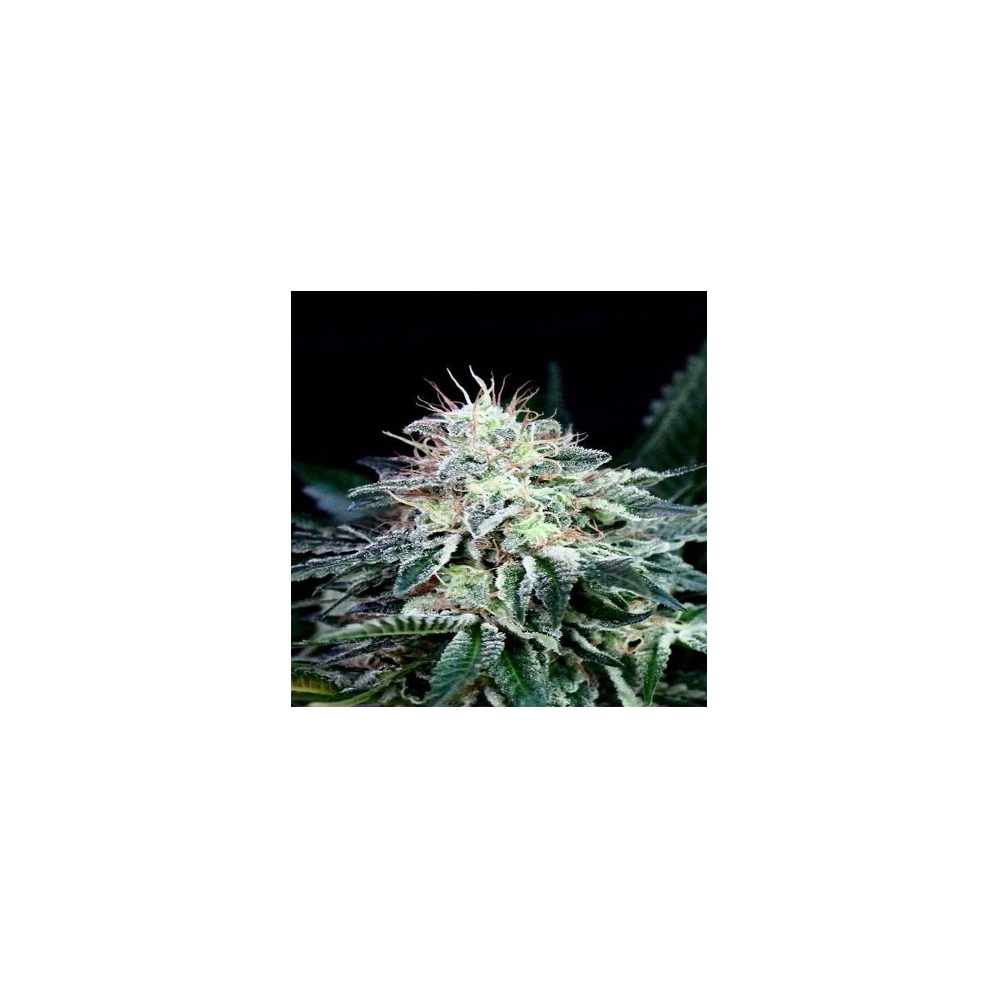 Radical Autofloreciente Feminizada de Absolute Seeds