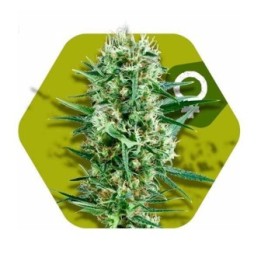 Crazy Cookies Feminizada de Zambeza Seeds