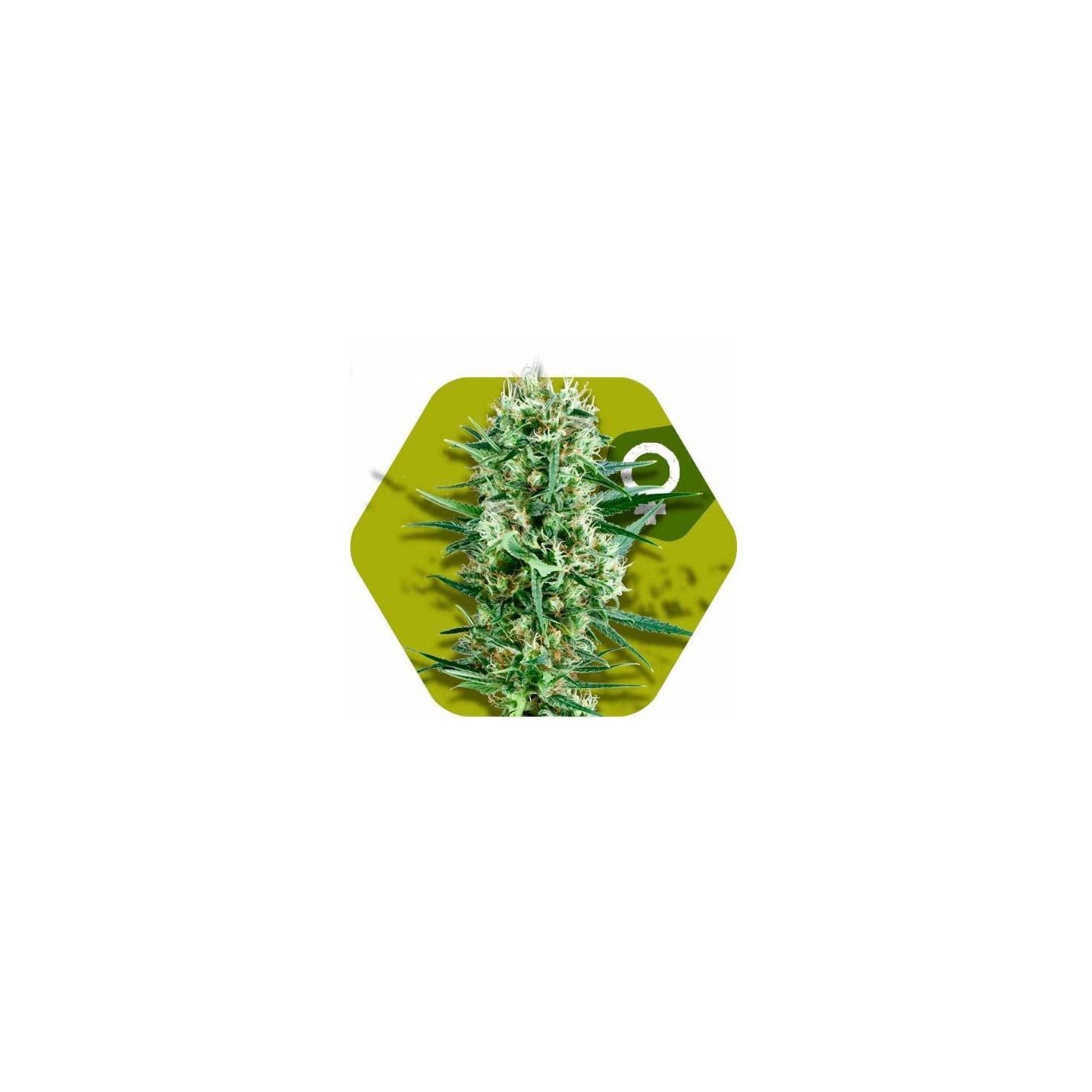 Crazy Cookies Feminizada de Zambeza Seeds