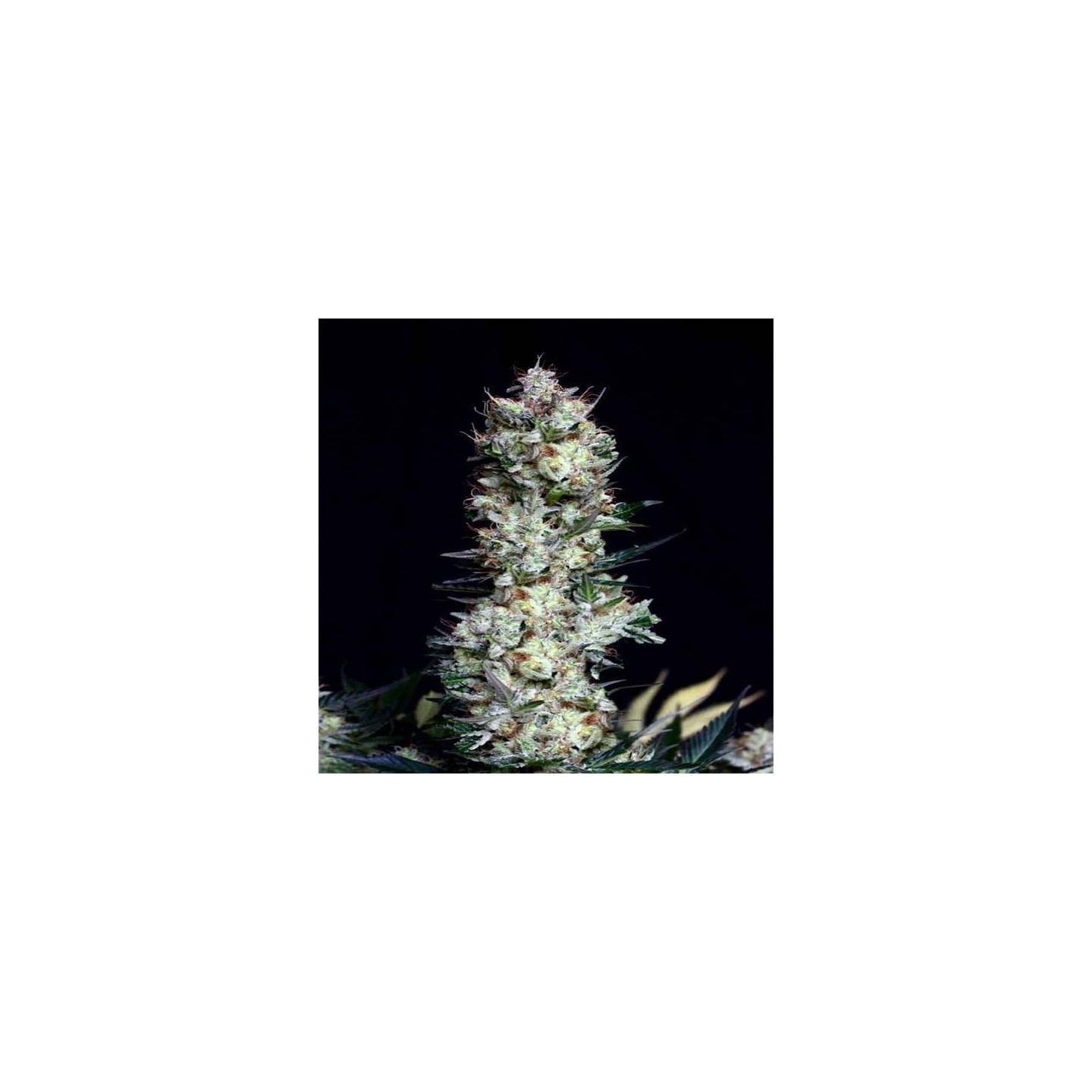 Rittus Haze Feminizada de Absolute Seeds