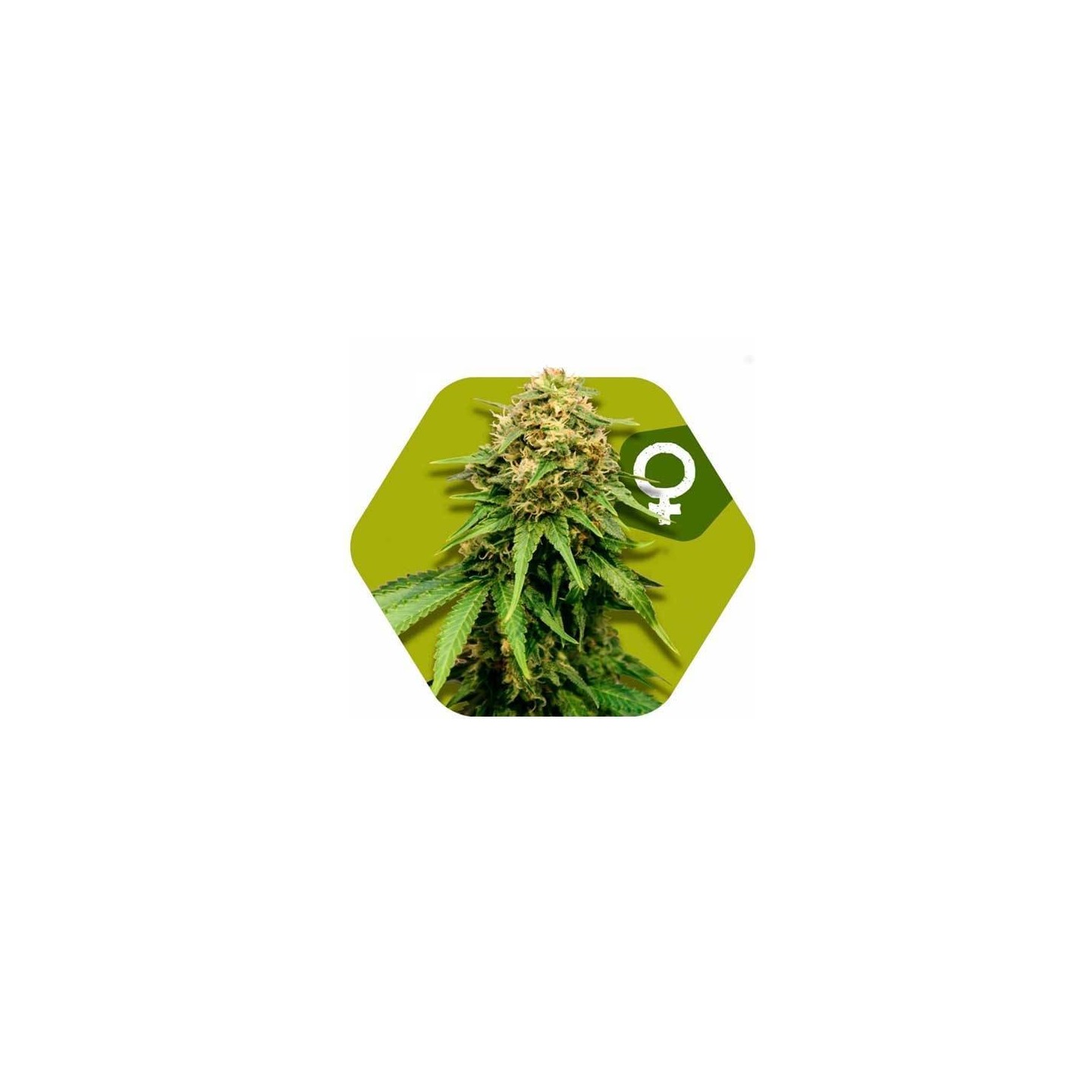 Critical XXL Feminizada de Zambeza Seeds