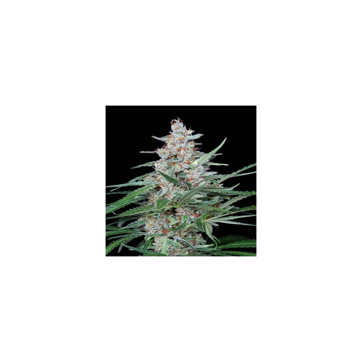 Utopia Feminizada de Absolute Seeds