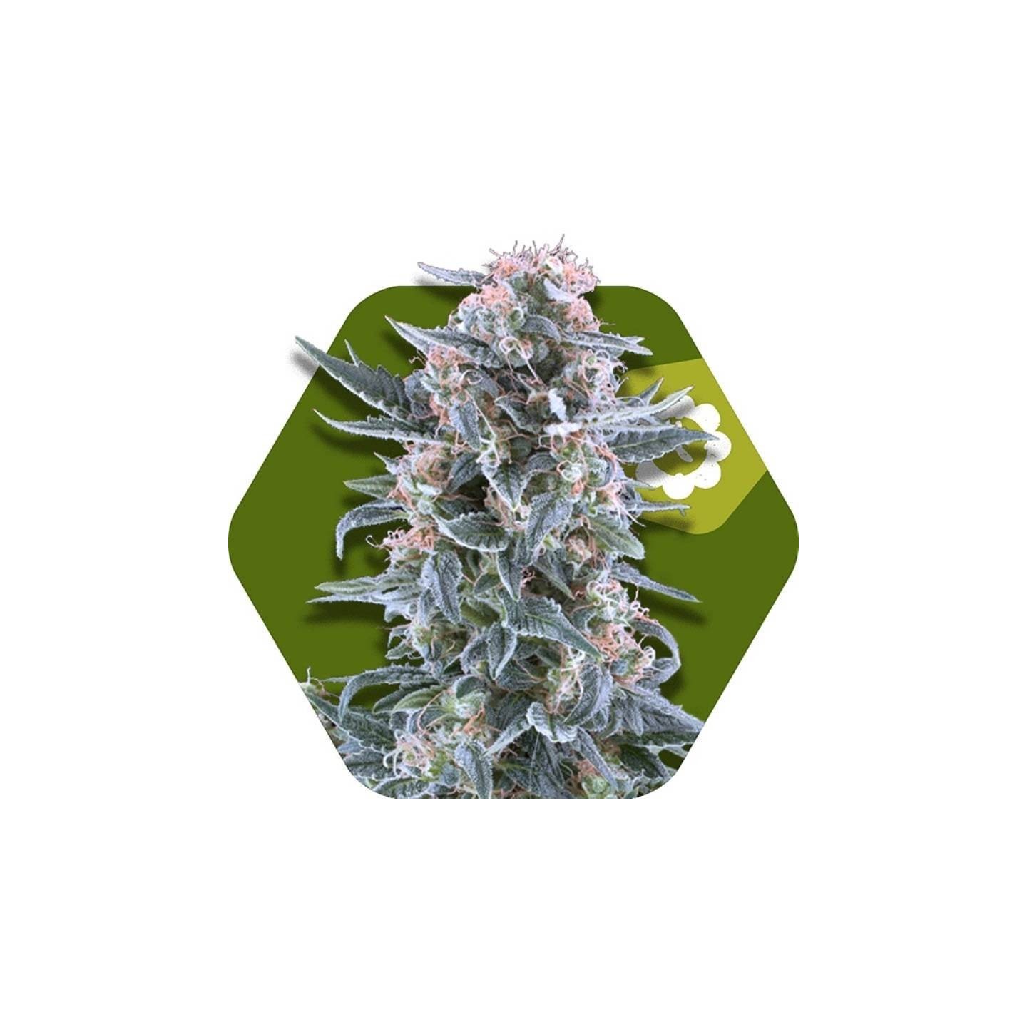 Blueberry Autofloreciente Feminizada de Zambeza Seeds