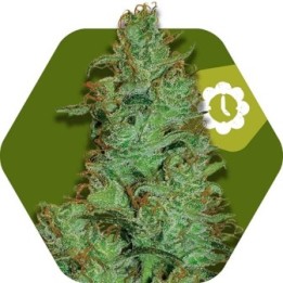 Jack the Ripper Autofloreciente Feminizada de Zambeza Seeds