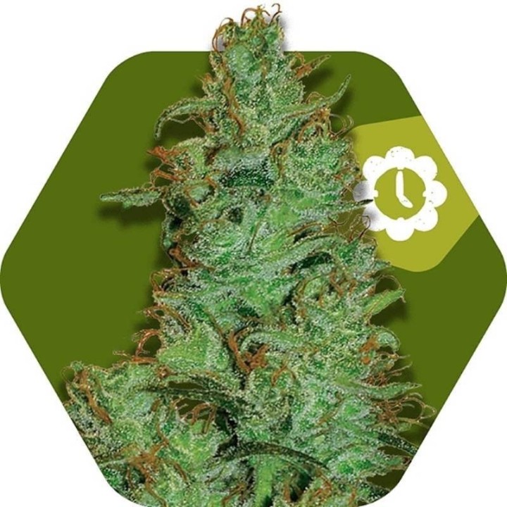 Jack the Ripper Autofloreciente Feminizada de Zambeza Seeds