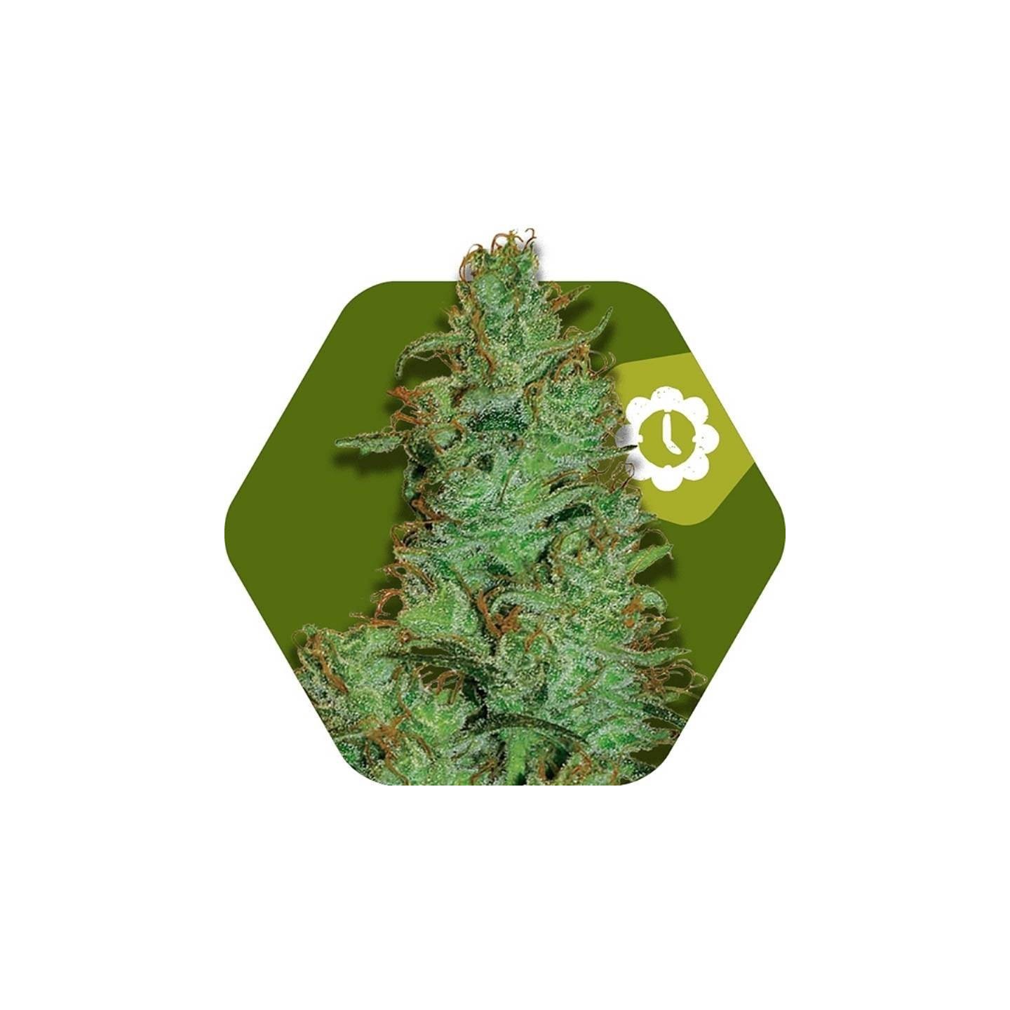 Jack the Ripper Autofloreciente Feminizada de Zambeza Seeds