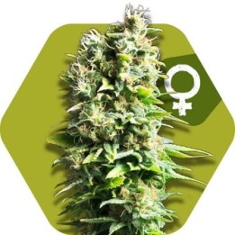 Fruit Juice Feminizada de Zambeza Seeds