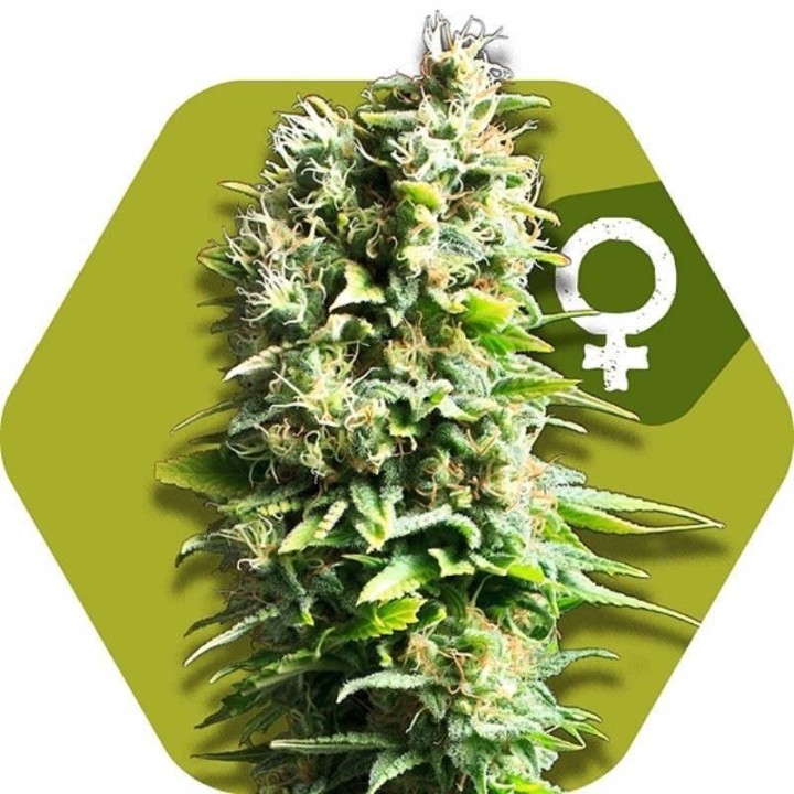 Fruit Juice Feminizada de Zambeza Seeds