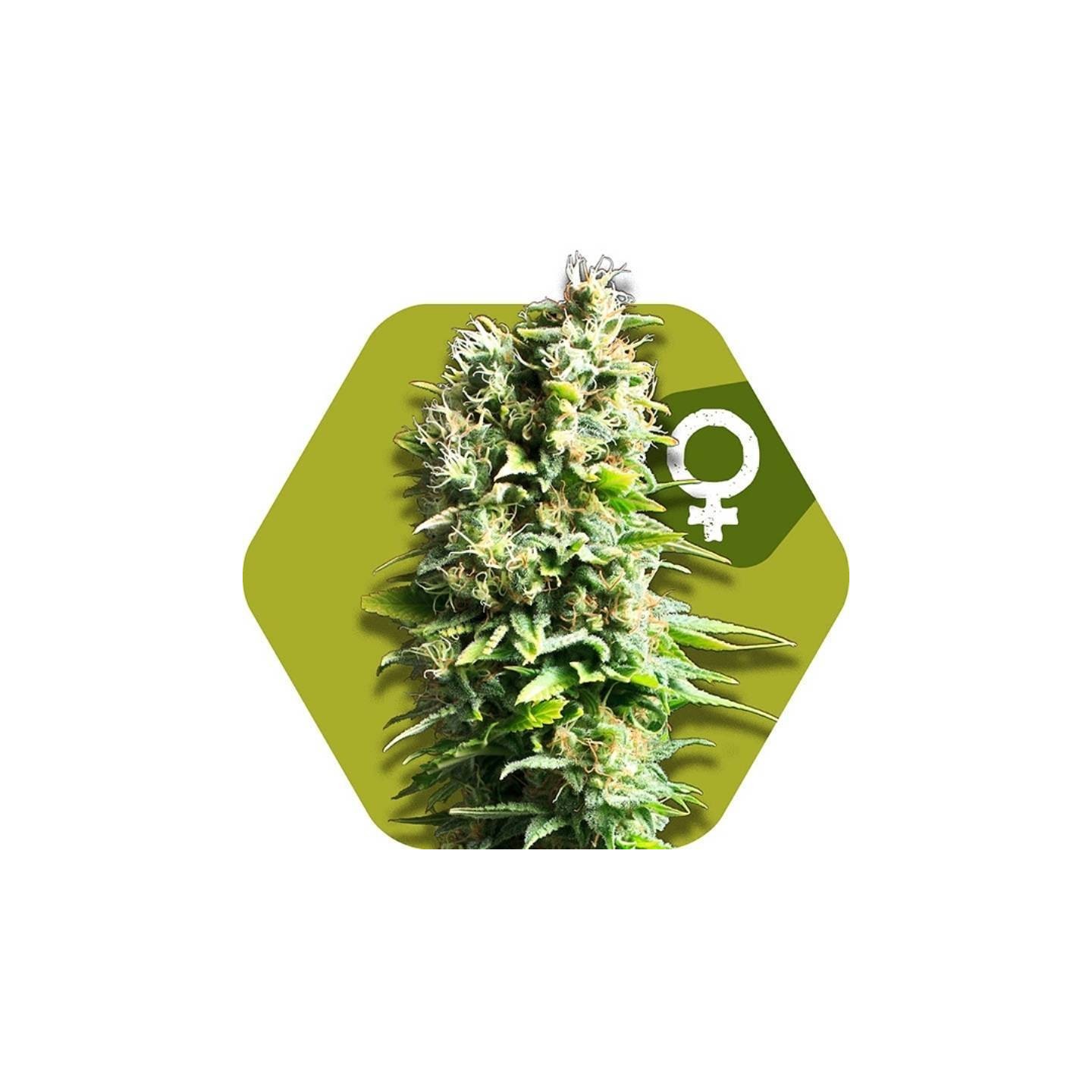 Fruit Juice Feminizada de Zambeza Seeds