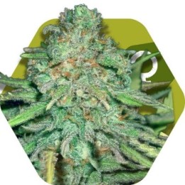 Lemon Kush Feminizada de Zambeza Seeds
