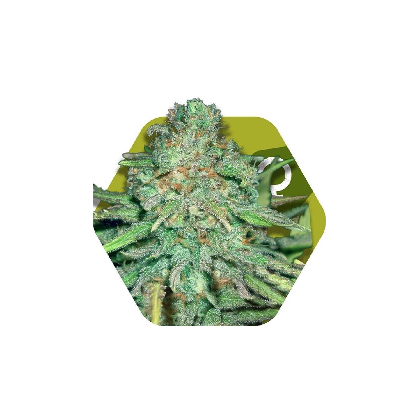 Lemon Kush Feminizada de Zambeza Seeds