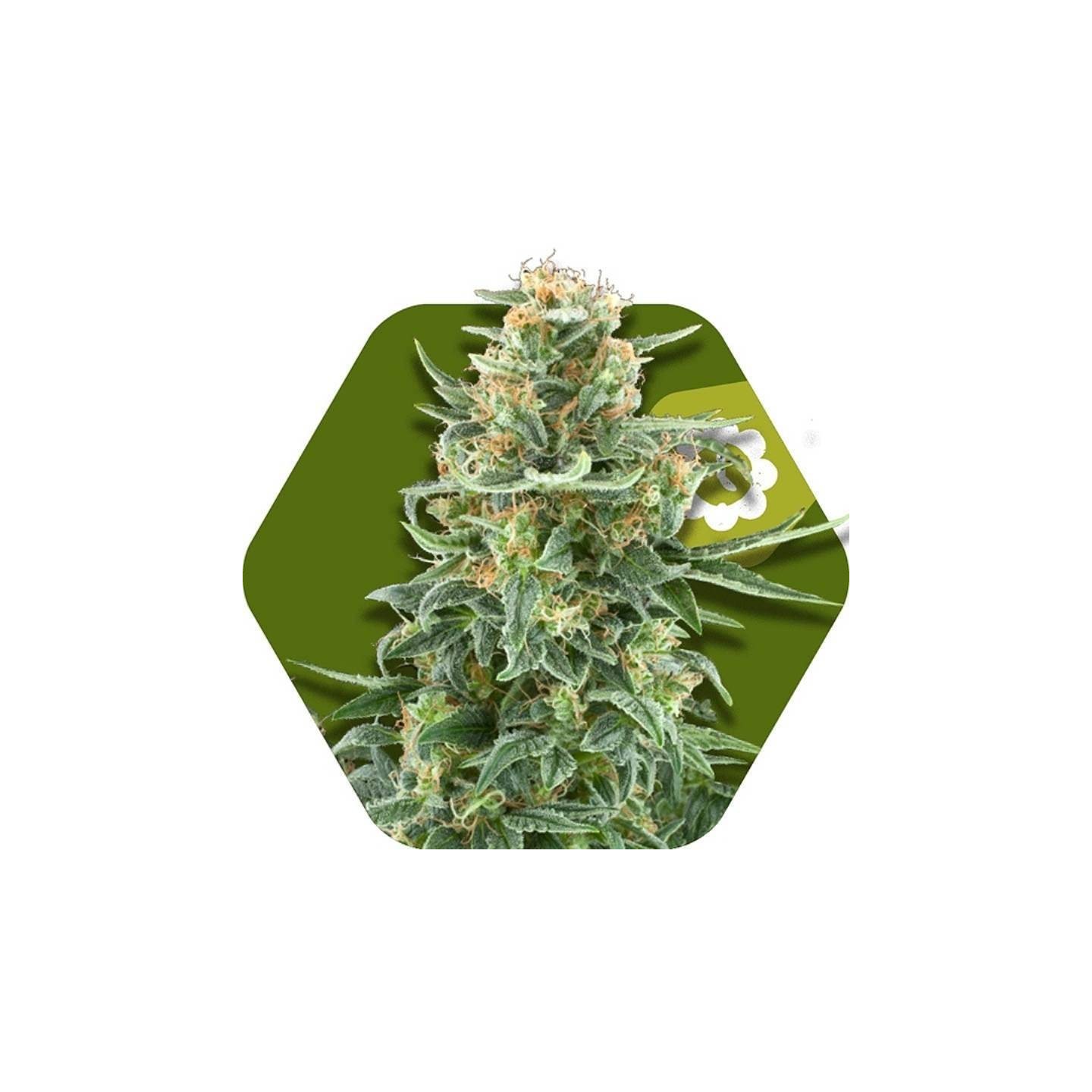 Little Dwarf Automatic Feminizada de Zambeza Seeds