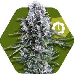 Northern Light XL Autofloreciente Feminizada de Zambeza Seeds