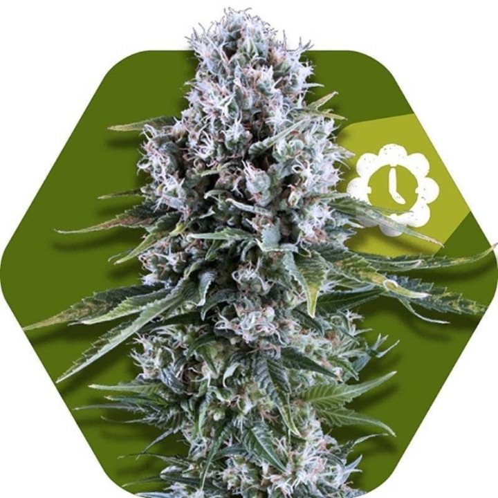 Northern Light XL Autofloreciente Feminizada de Zambeza Seeds