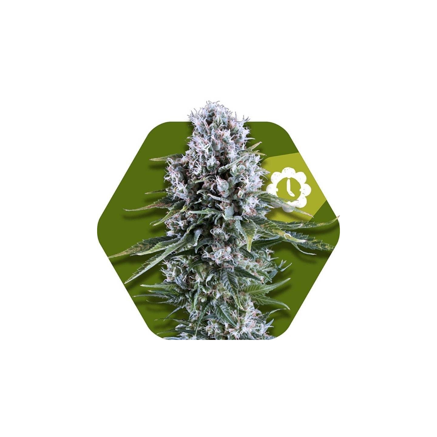 Northern Light XL Autofloreciente Feminizada de Zambeza Seeds