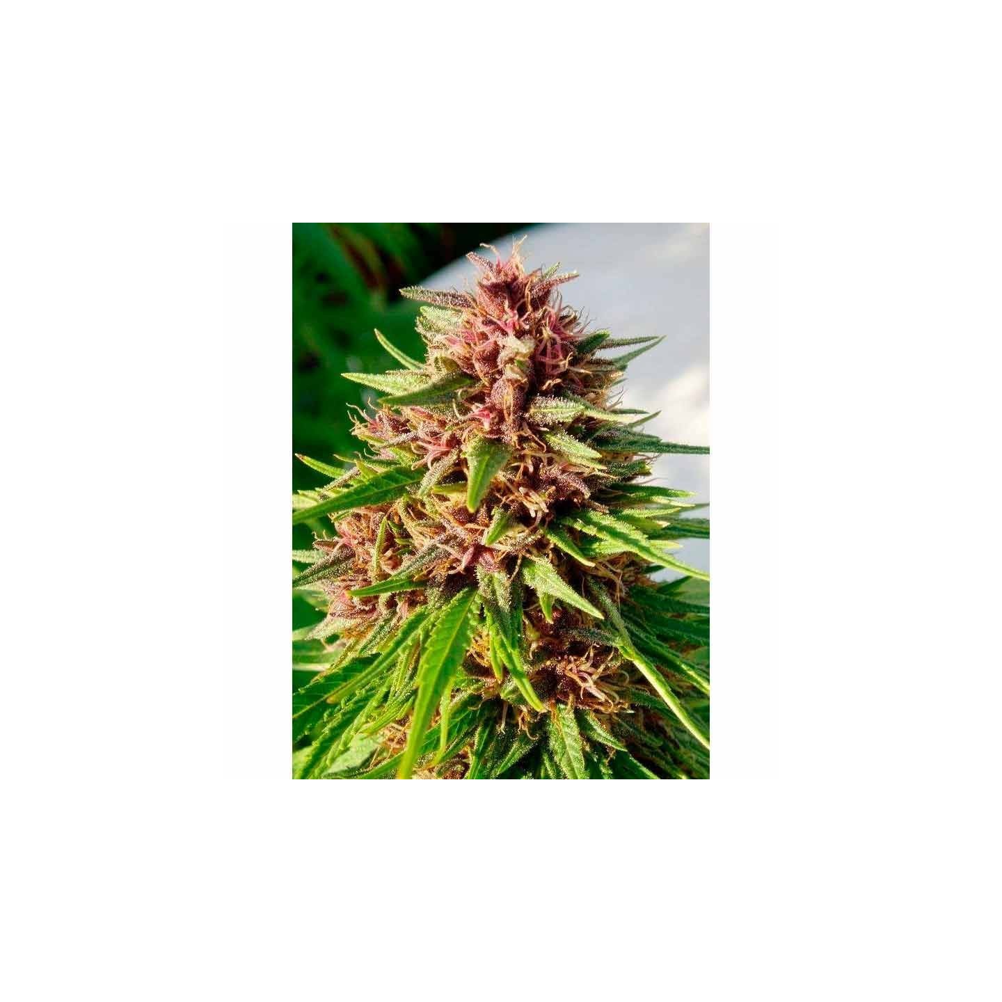 Erdpurt Feminizada de Ace Seeds