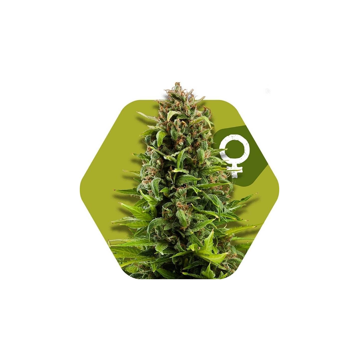 Nyc Diesel Feminizada de Zambeza Seeds