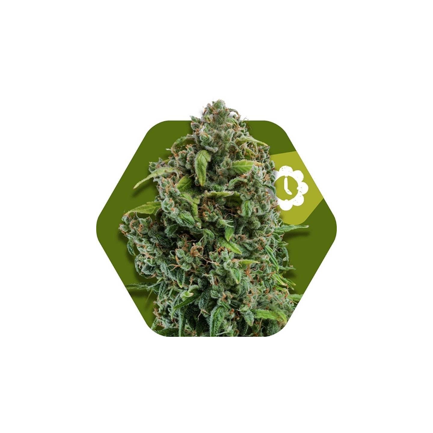 Nyc Diesel Autofloreciente Feminizada de Zambeza Seeds