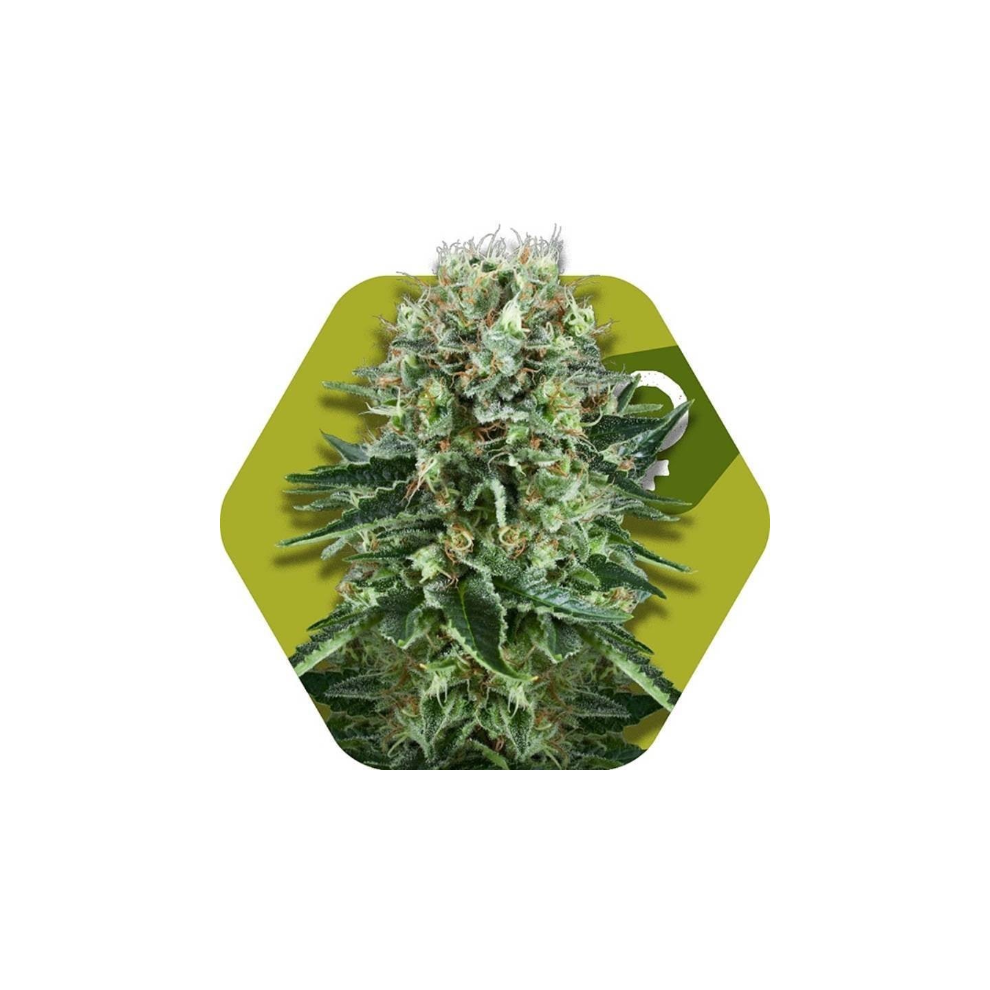 Og Bubble Gum Feminizada de Zambeza Seeds
