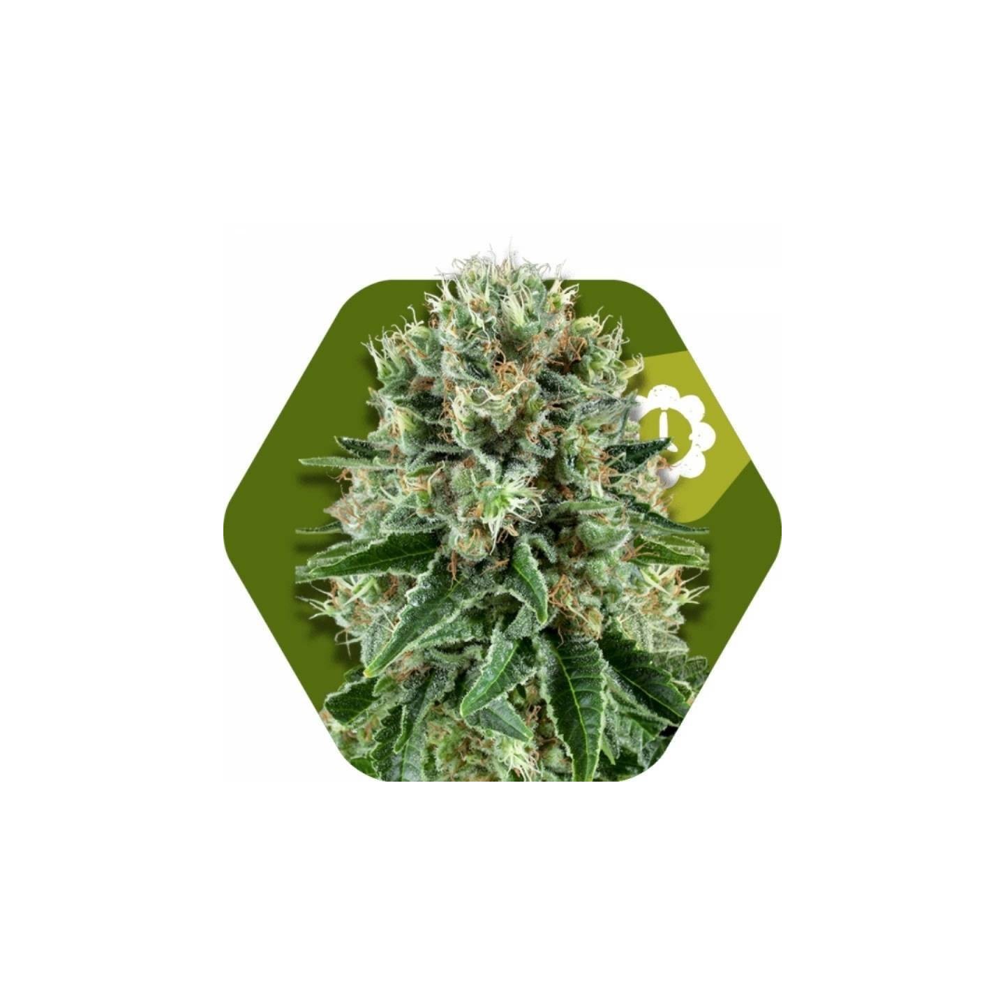 Og Bubble Gum Autofloreciente Feminizada de Zambeza Seeds