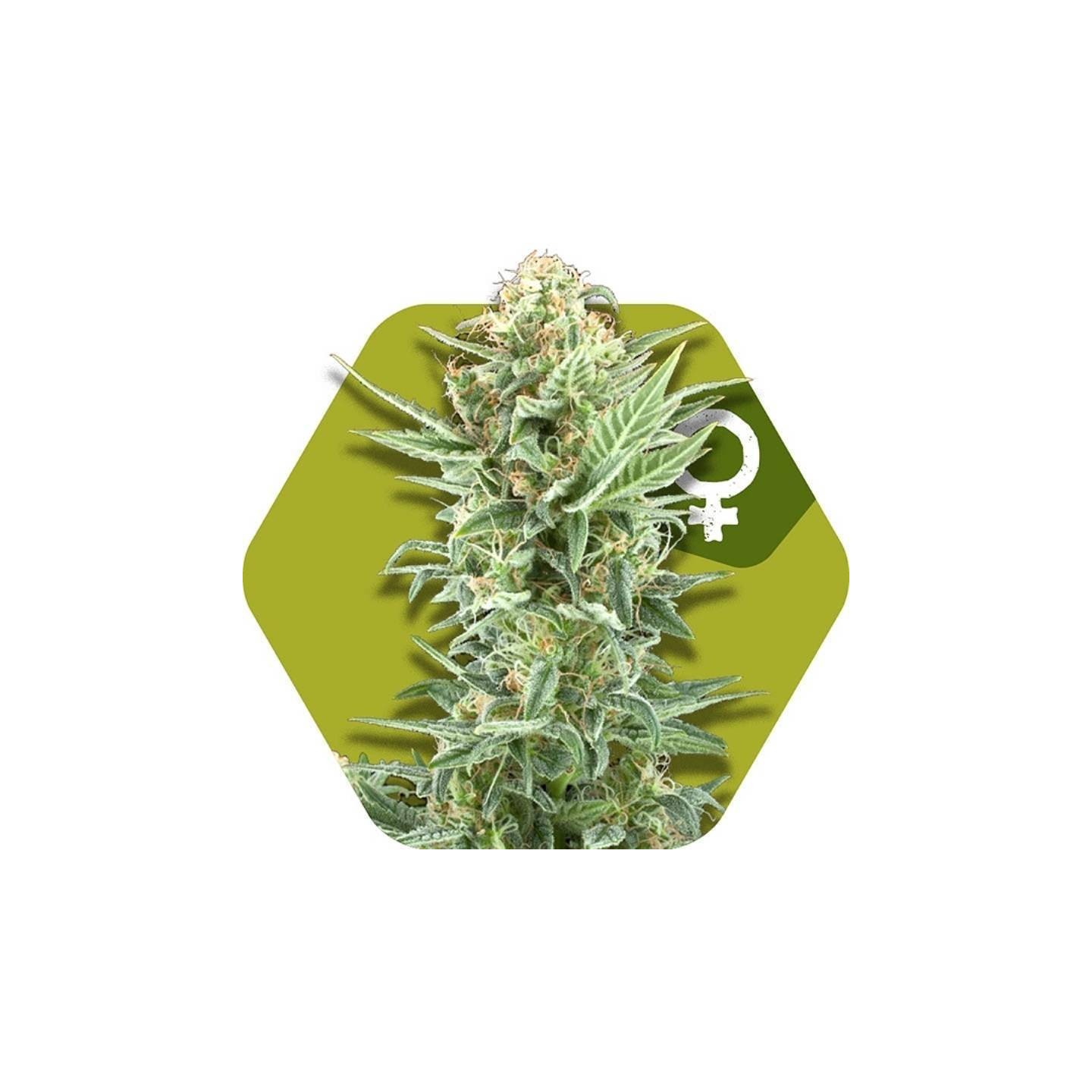 Power Kush Feminizada de Zambeza Seeds