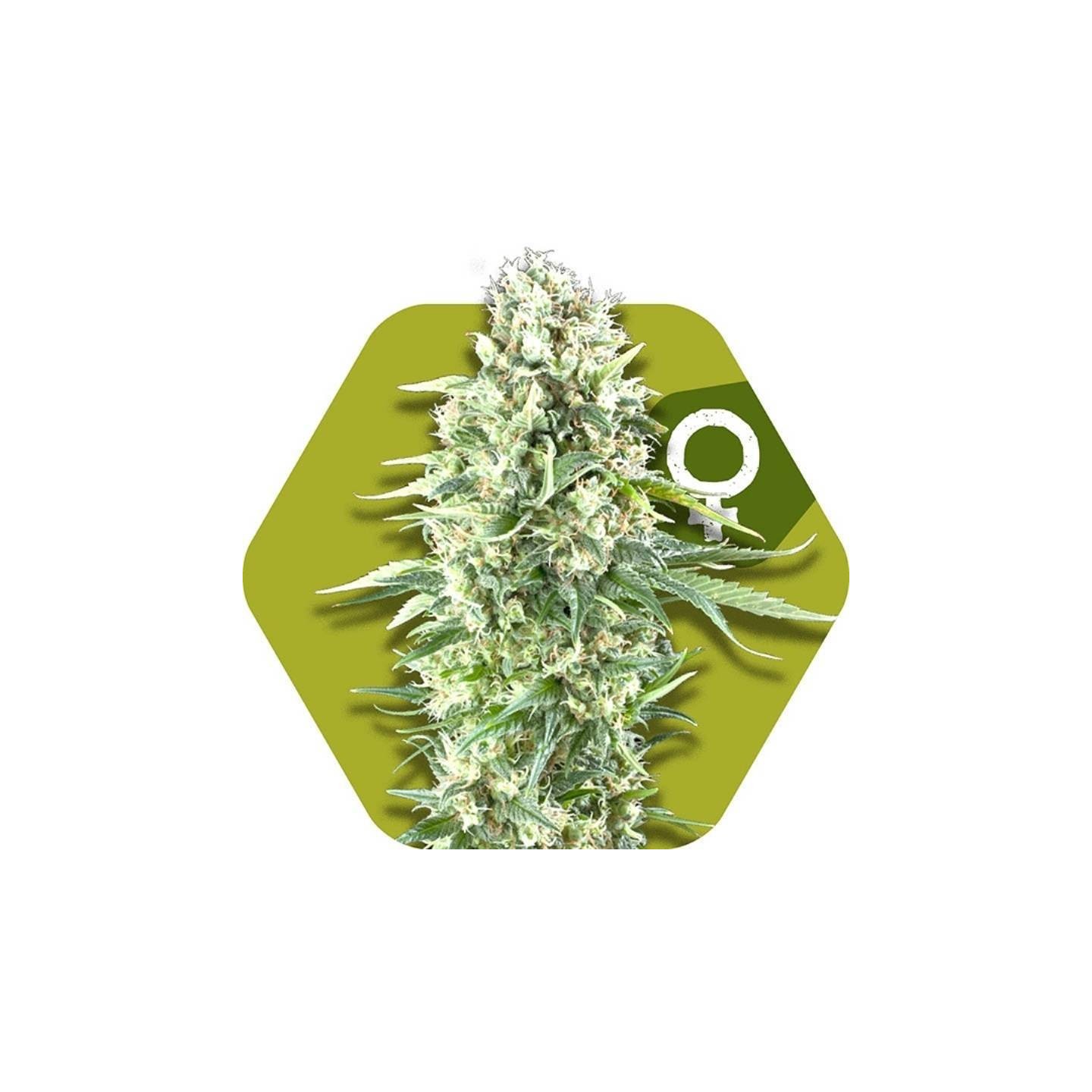 Power Plant XL Feminizada de Zambeza Seeds