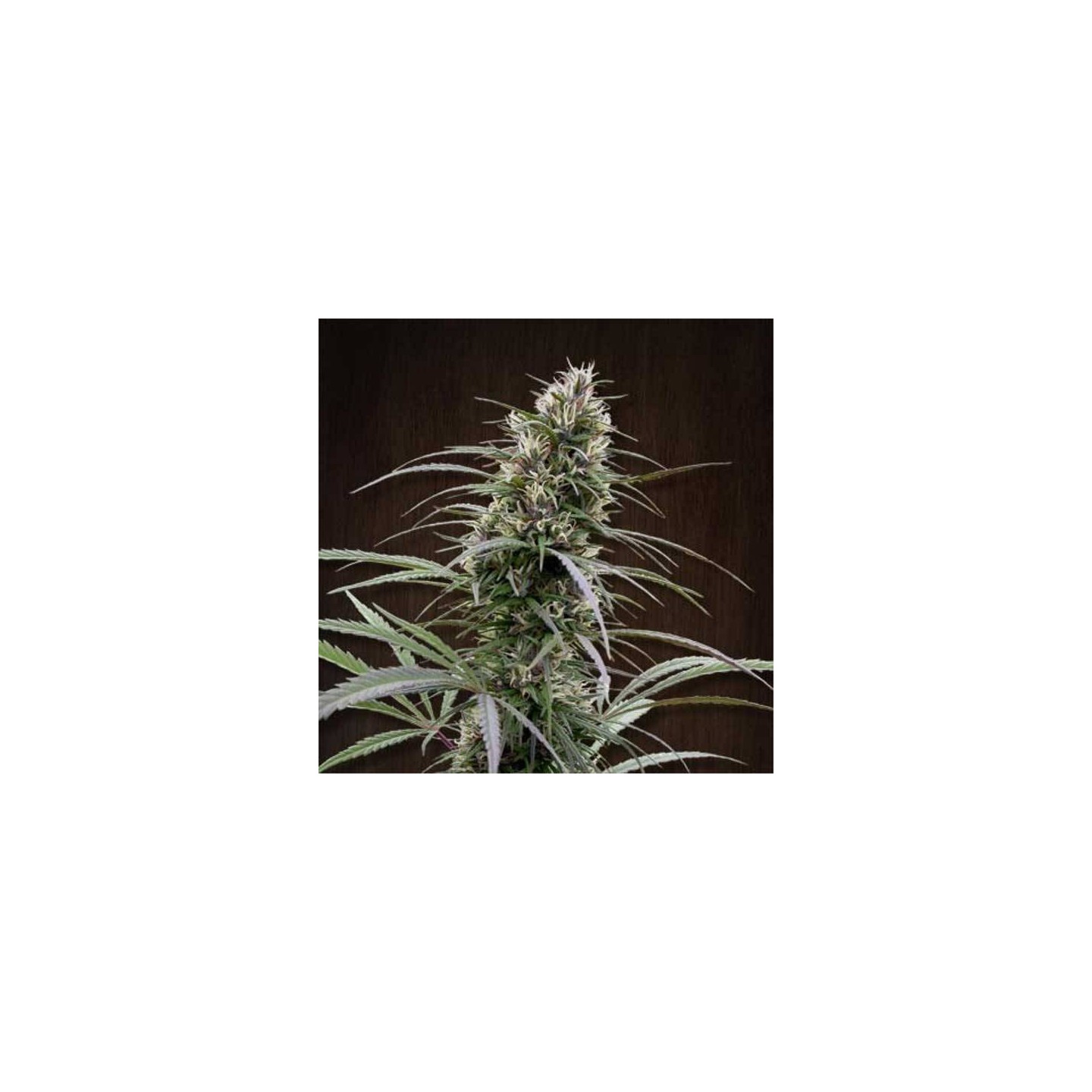 Congo Regular de Ace Seeds