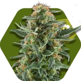 Power Plant XL Autofloreciente Feminizada de Zambeza Seeds