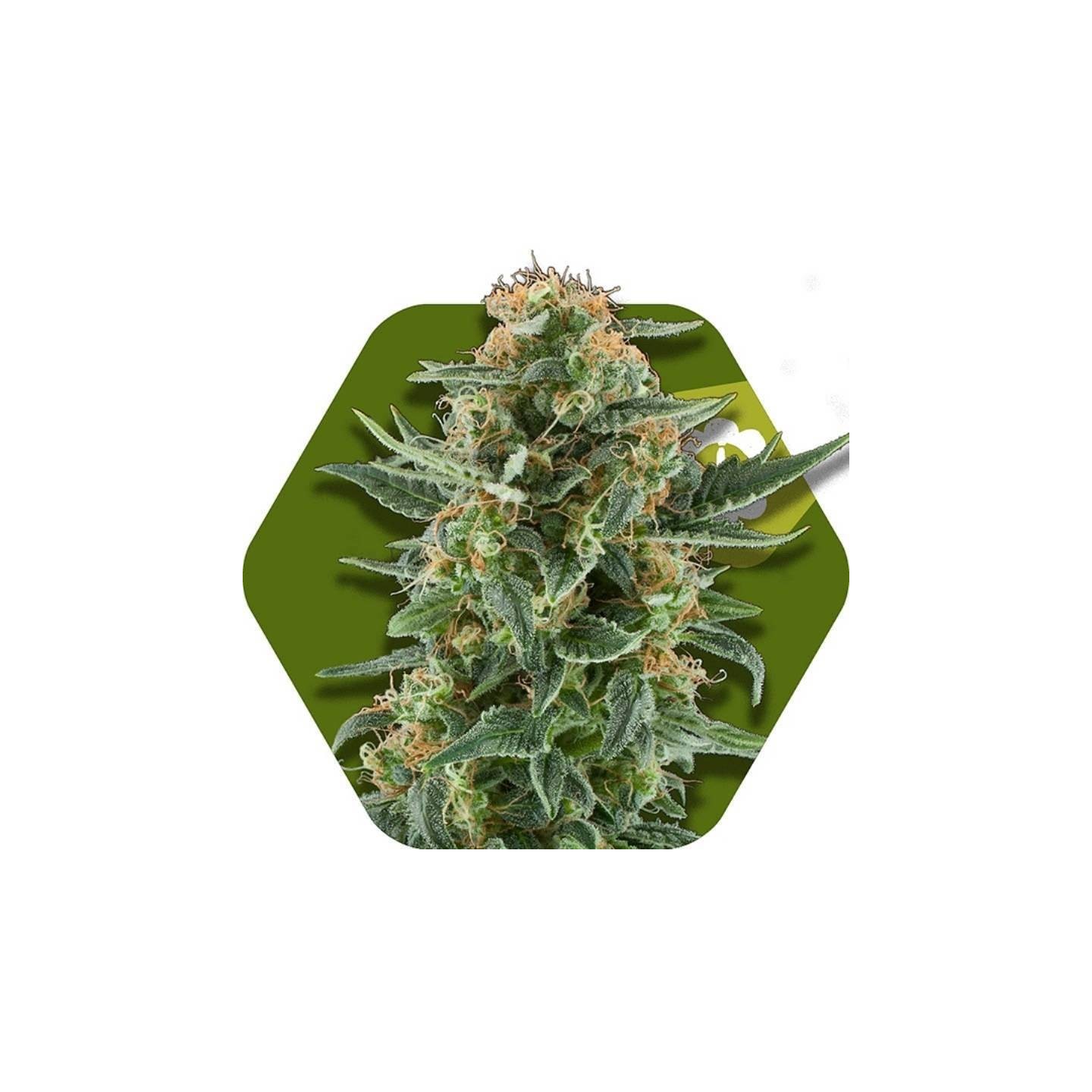 Power Plant XL Autofloreciente Feminizada de Zambeza Seeds