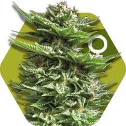 Super Silver Haze Feminizada de Zambeza Seeds