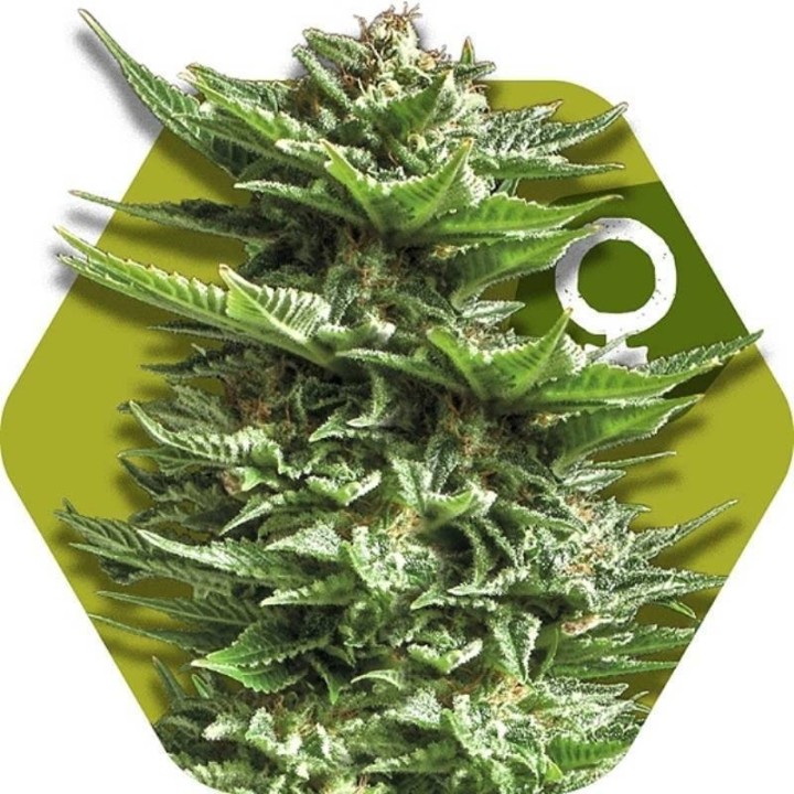 Super Silver Haze Feminizada de Zambeza Seeds
