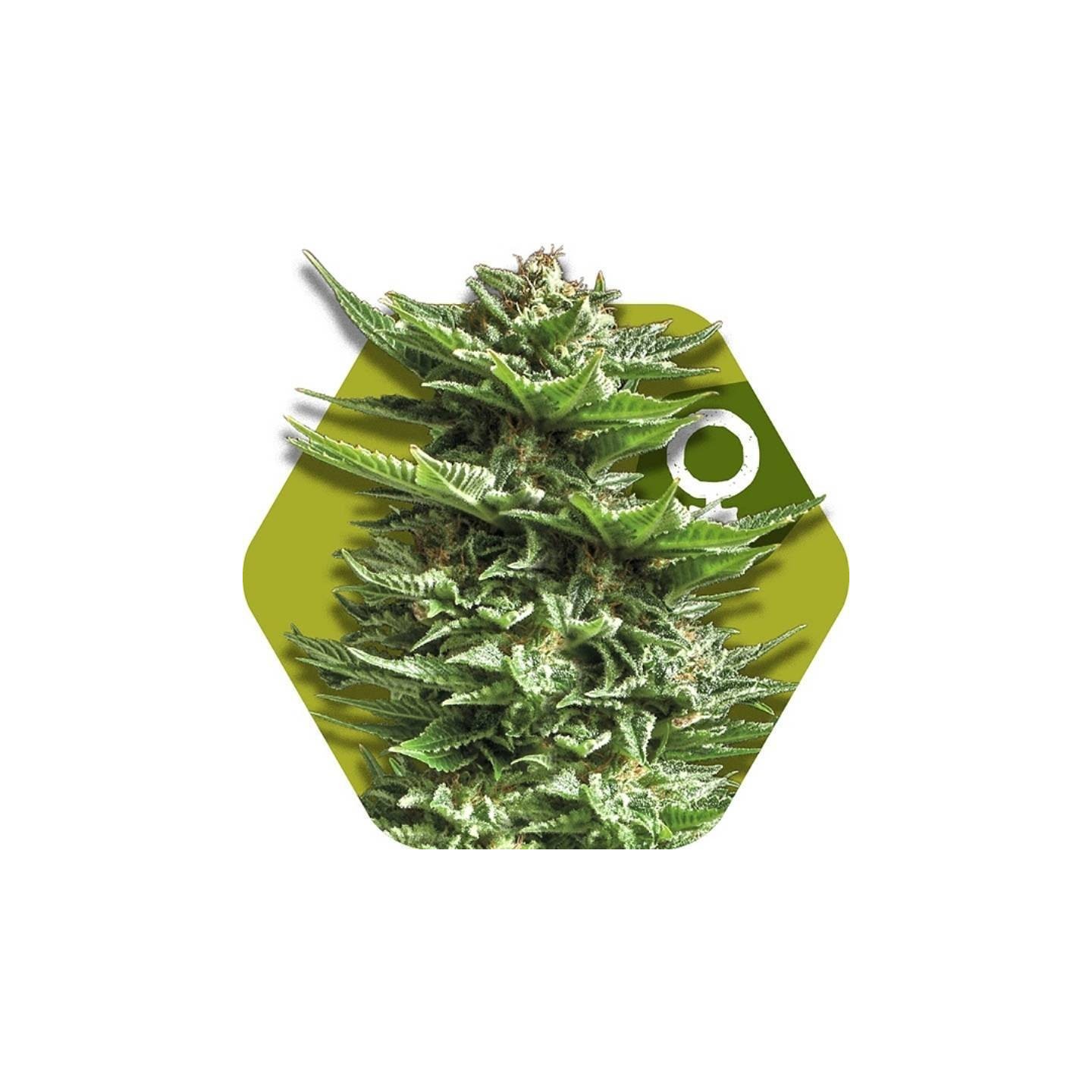 Super Silver Haze Feminizada de Zambeza Seeds