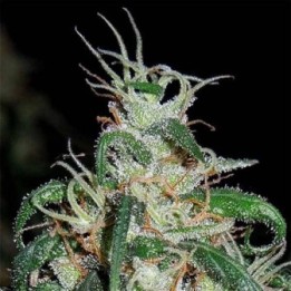 Green Haze x Thai Regular de Ace Seeds