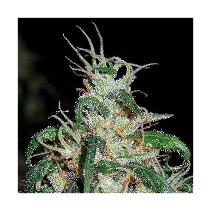 Green Haze x Thai Regular de Ace Seeds