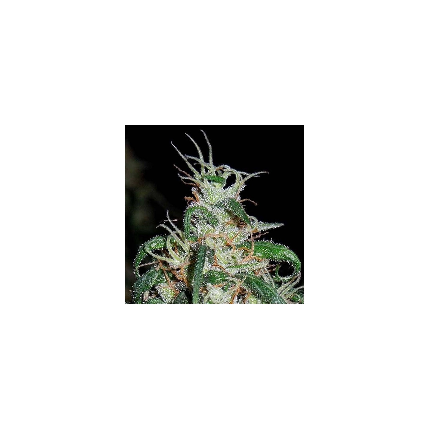 Green Haze x Thai Regular de Ace Seeds