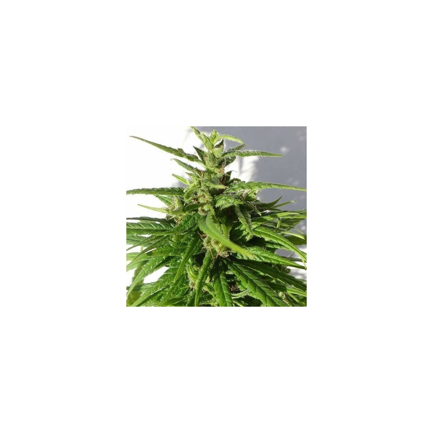 Green Haze Regular de Ace Seeds