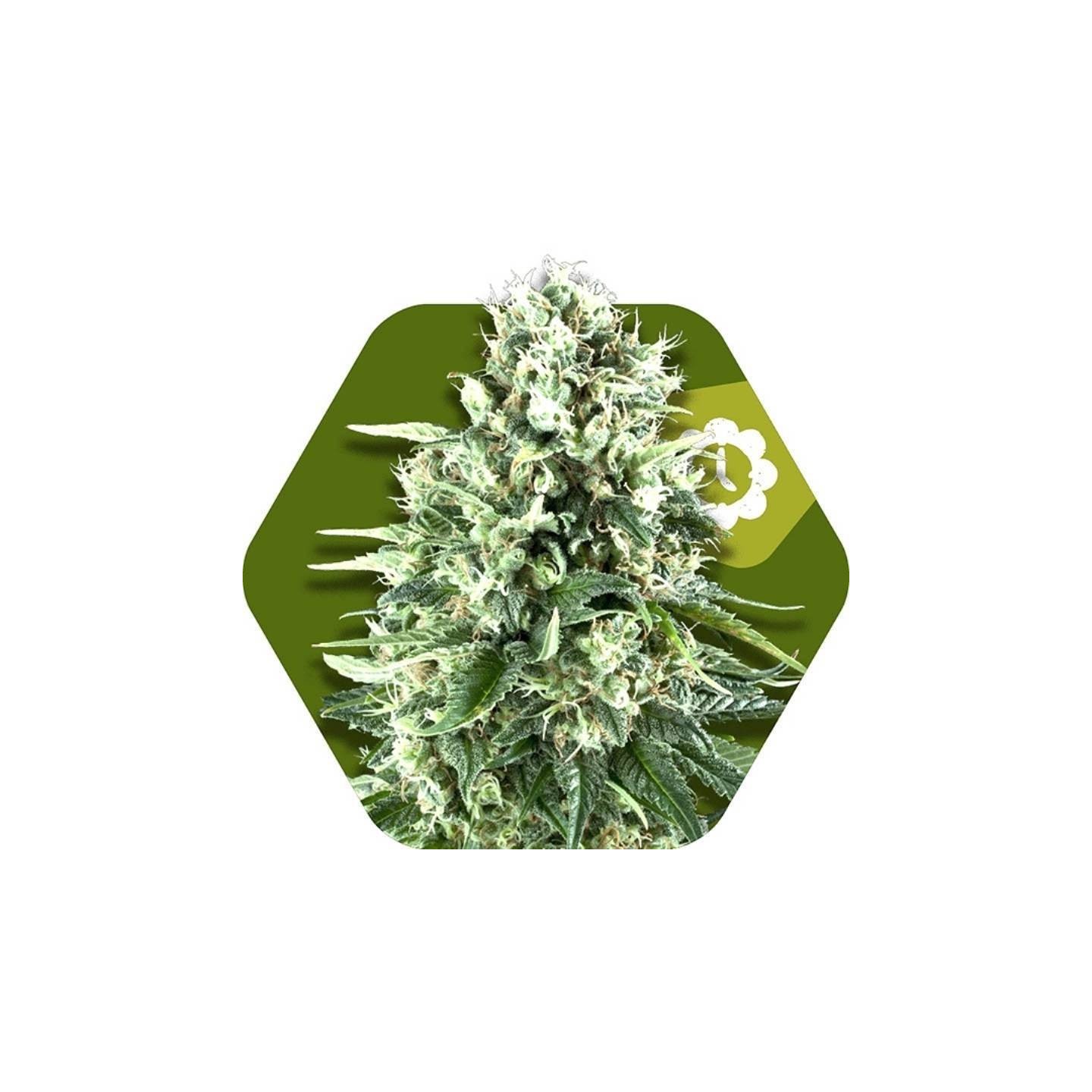 Super Silver Haze Autofloreciente Feminizada de Zambeza Seeds