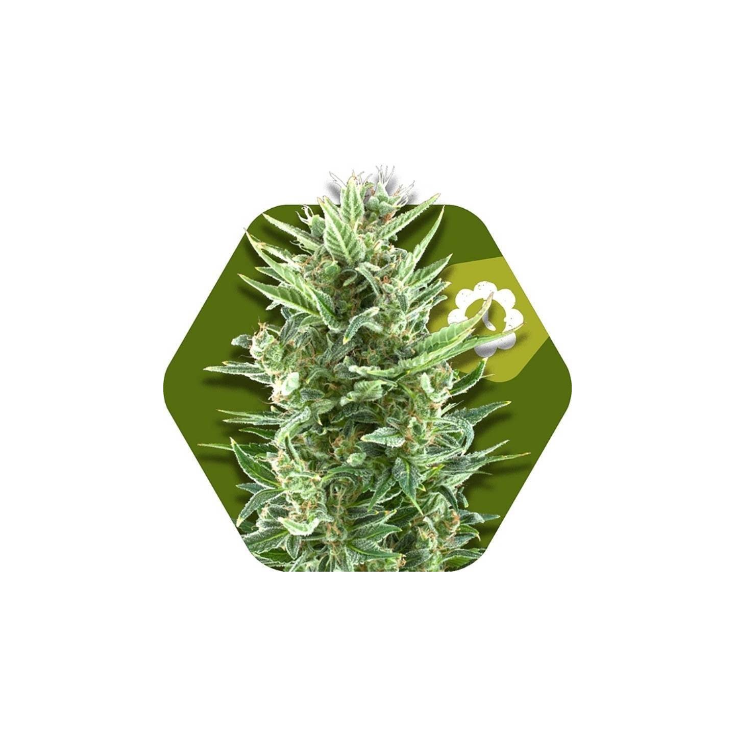 Vanilla Ice Autofloreciente Feminizada de Zambeza Seeds