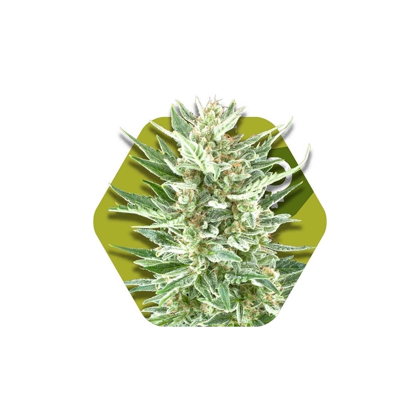 Vanilla Ice Feminizada de Zambeza Seeds