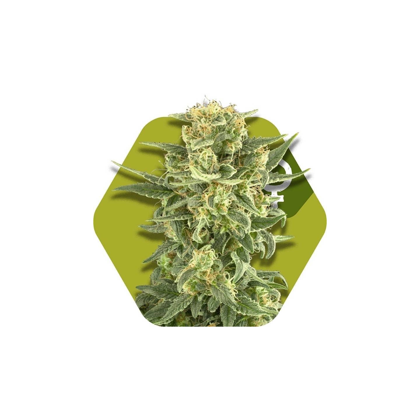 White Cheese Feminizada de Zambeza Seeds